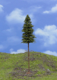 Mintafa – lucfenyő, felső törzzsel, magassága 14–15 cm
